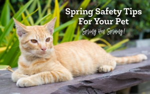 Spring Safety Tips For Your Pet ~